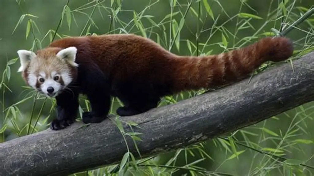 Red panda at Padmaja Naidu Himalayan Zoological Park in Darjeeling
